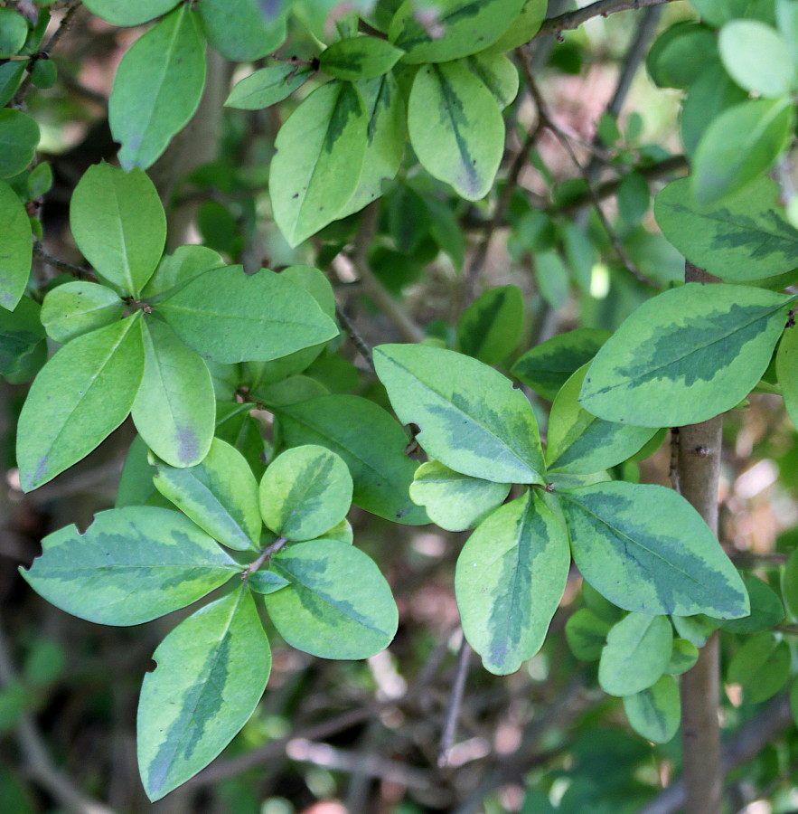 Изображение особи Ligustrum ovalifolium.