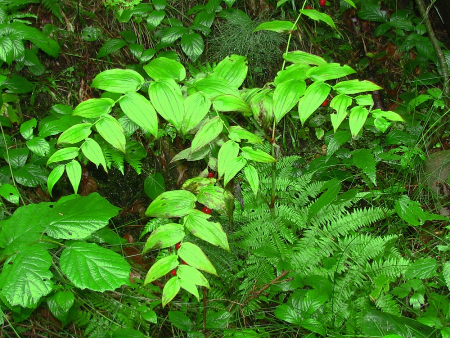 Изображение особи Streptopus amplexifolius.