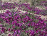 Oxytropis microphylla