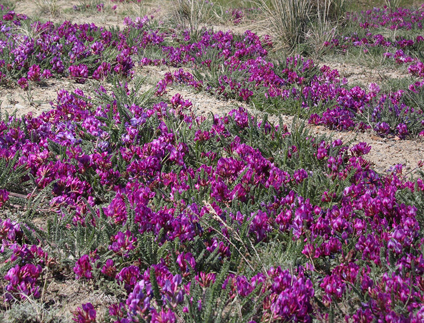 Image of Oxytropis microphylla specimen.