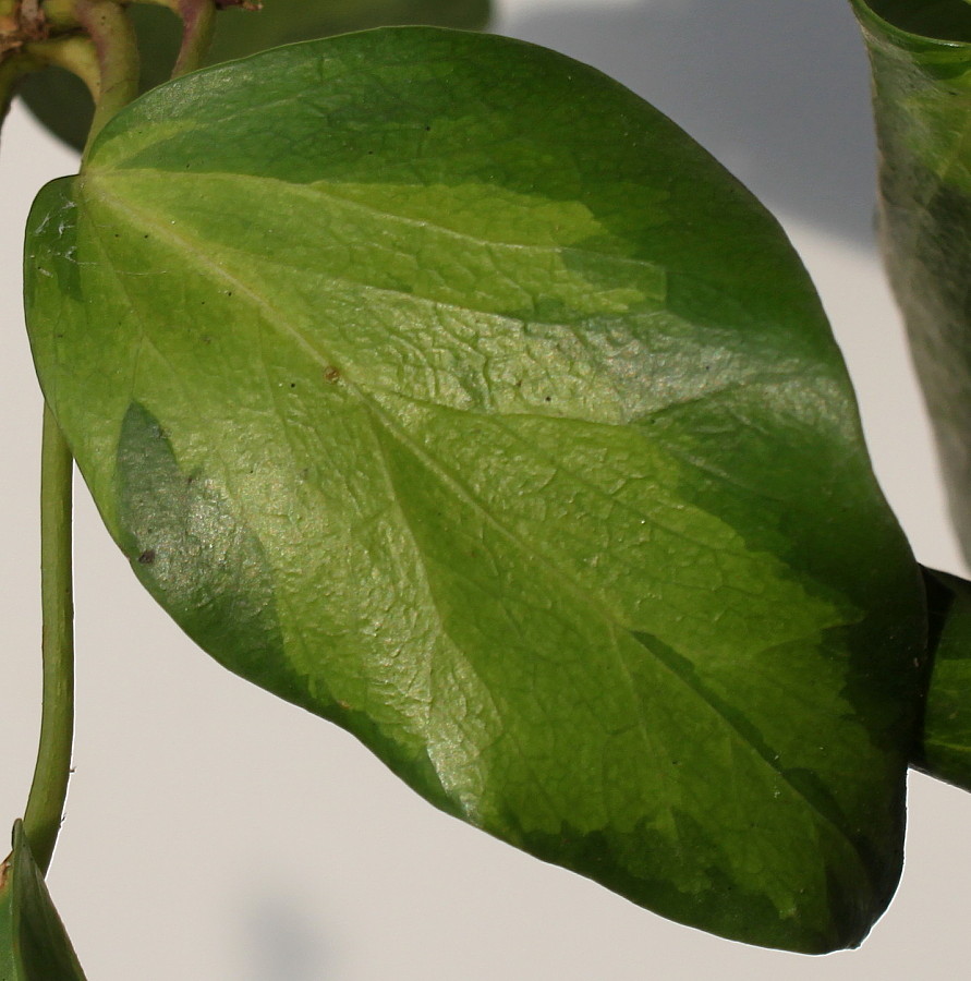 Image of Hedera colchica specimen.