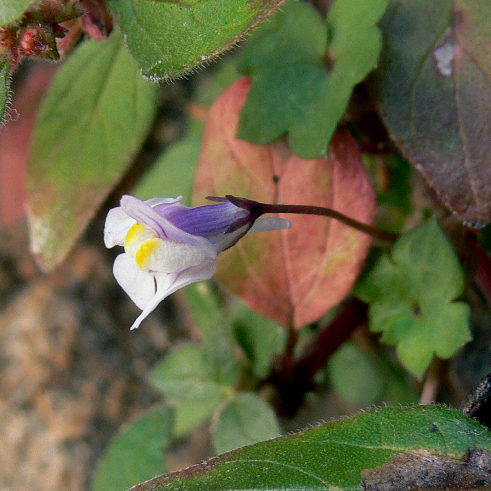 Изображение особи Cymbalaria muralis.