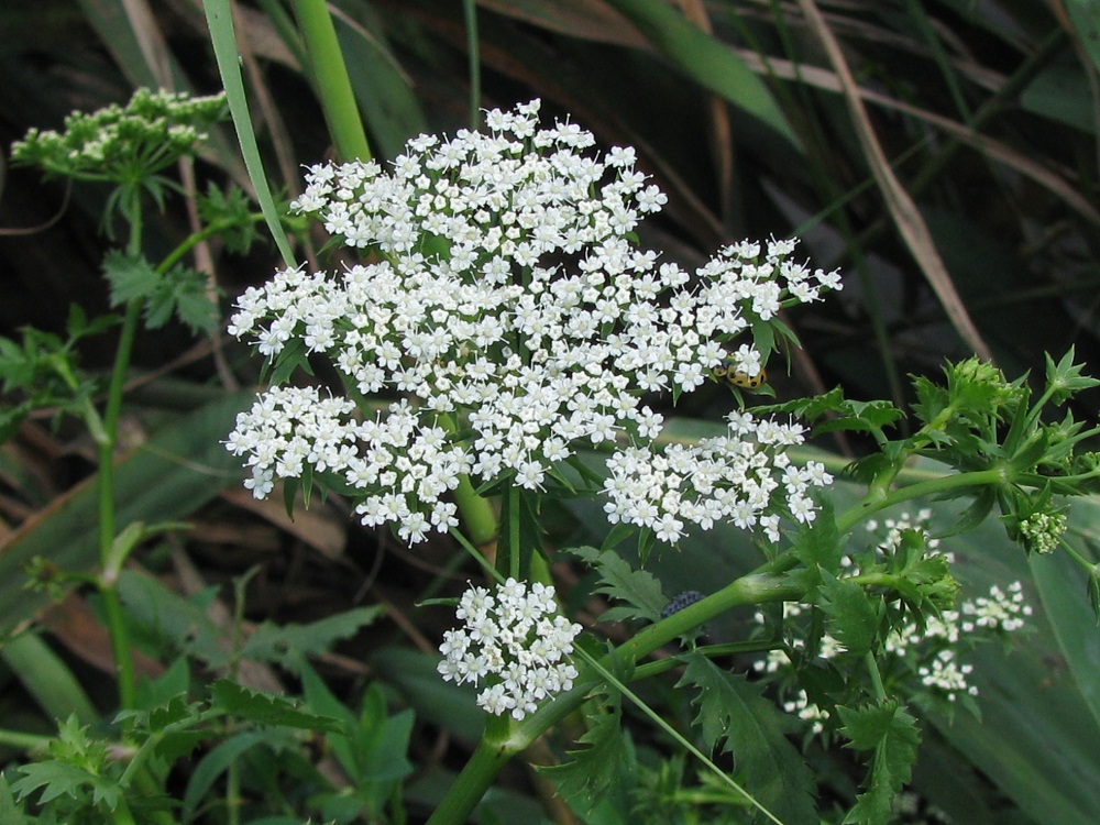 Изображение особи Berula erecta.