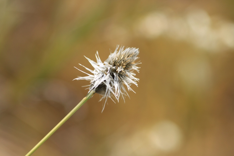 Image of Eriophorum brachyantherum specimen.