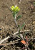 Alyssum turkestanicum variety desertorum. Цветущее растение. Крым, Карадагский заповедник, биостанция, выбитый участок. 6 апреля 2013 г.