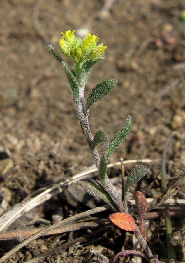 Image of Alyssum turkestanicum var. desertorum specimen.