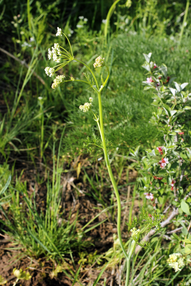 Изображение особи Oedibasis chaerophylloides.