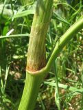 Rumex confertus