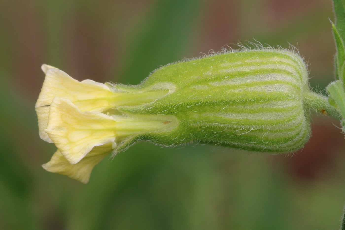 Изображение особи Melandrium latifolium.