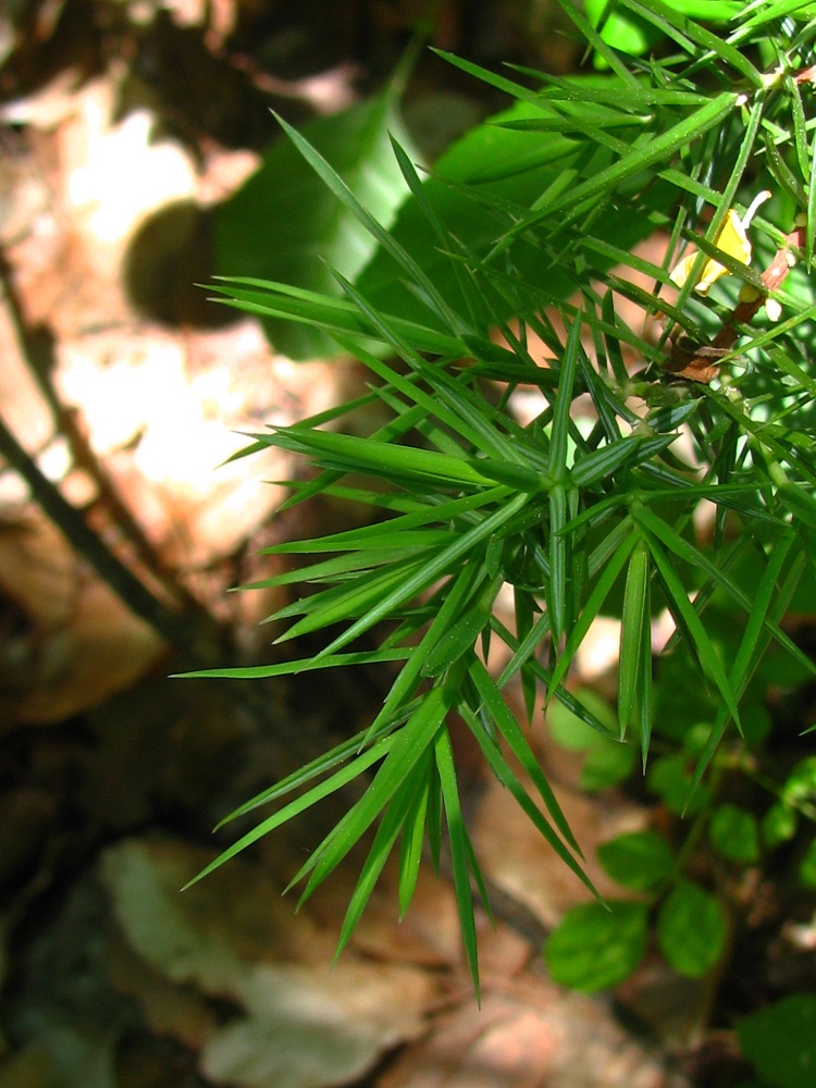 Image of Juniperus deltoides specimen.