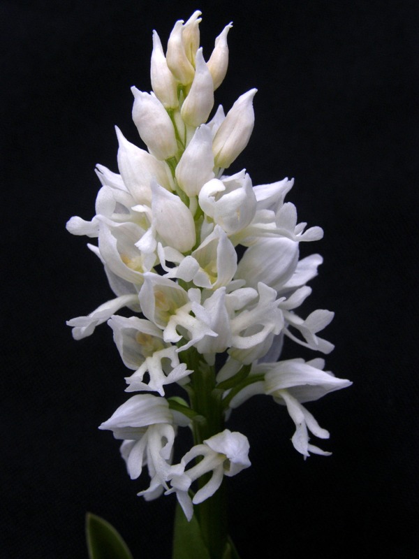 Изображение особи Orchis militaris.