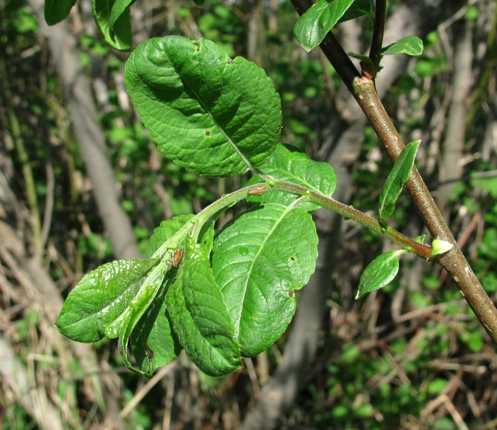 Image of Salix myrsinifolia specimen.