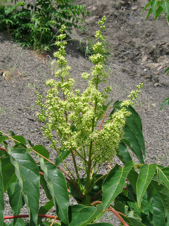 Изображение особи Ailanthus altissima.