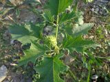 Datura stramonium. Верхушка побега с соплодием. Краснодарский край, окр. г. Крымск, берег р. Адагум, рекультивированный после наводнения 2012 г. 15.06.2013.