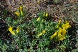 Chamaecytisus polytrichus