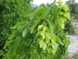 Carpinus orientalis