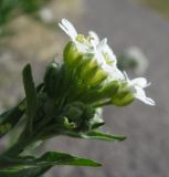 Image of taxon representative. Author is Владимир Свириденко