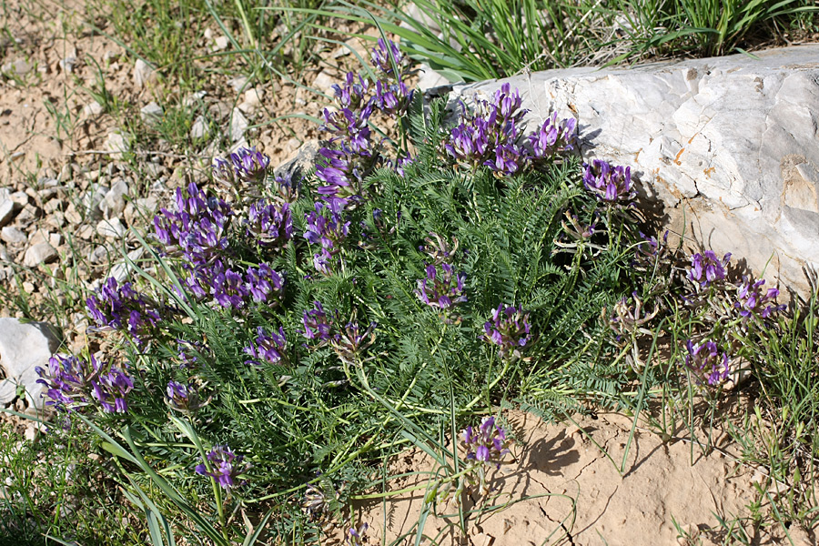 Изображение особи Astragalus kurdaicus.