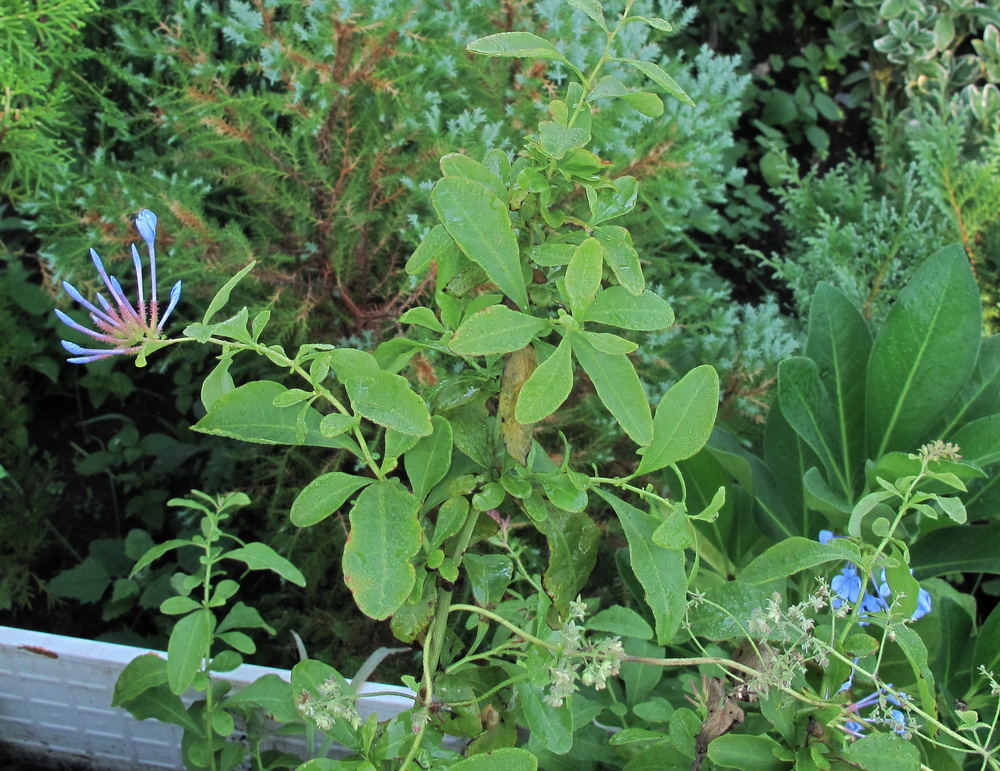 Image of Plumbago auriculata specimen.