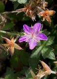 Geranium wlassovianum