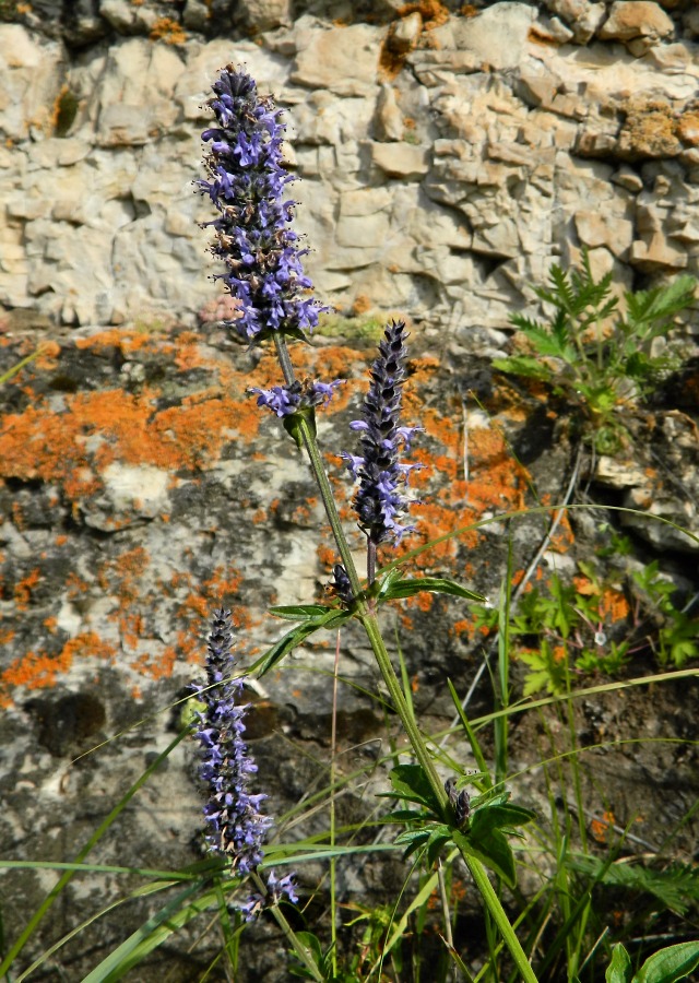 Image of Schizonepeta multifida specimen.