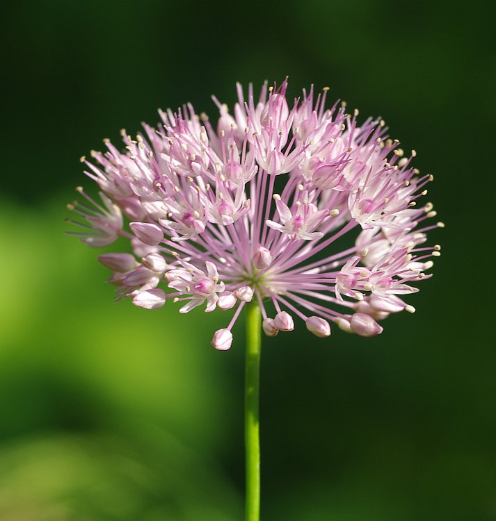 Image of Allium caricifolium specimen.