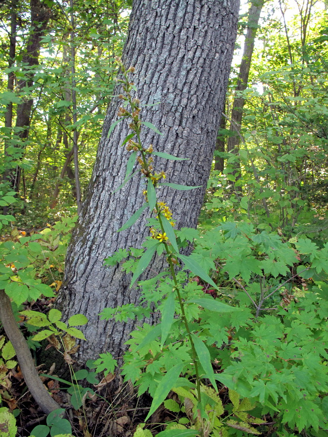 Image of Solidago decurrens specimen.