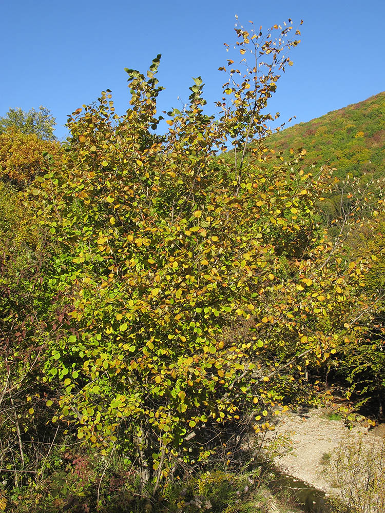 Image of Corylus avellana specimen.