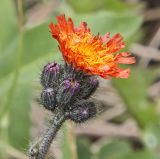 Pilosella aurantiaca. Соцветие. Казахстан, Заилийский Алатау выше Чимбулака, 2400-2500 м н.у.м. 01.07.2013.