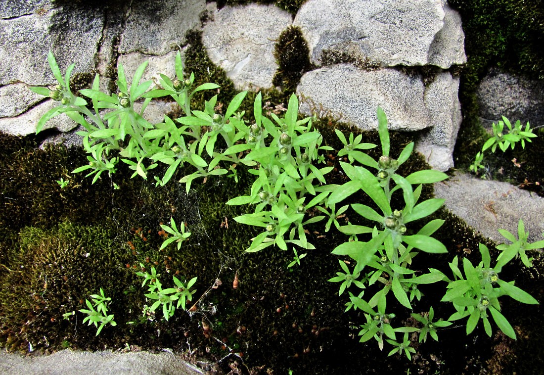 Изображение особи Gnaphalium uliginosum.