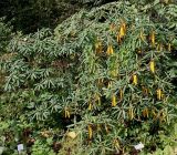 Rhododendron sutchuenense. Вегетирующее растение. Германия, г. Дюссельдорф, Ботанический сад университета. 14.08.2013.