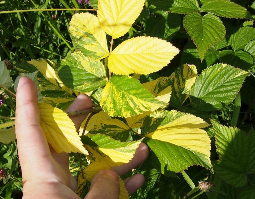 Image of Rubus idaeus specimen.