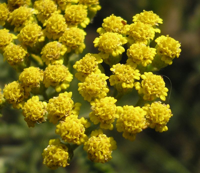 Изображение особи Achillea micrantha.