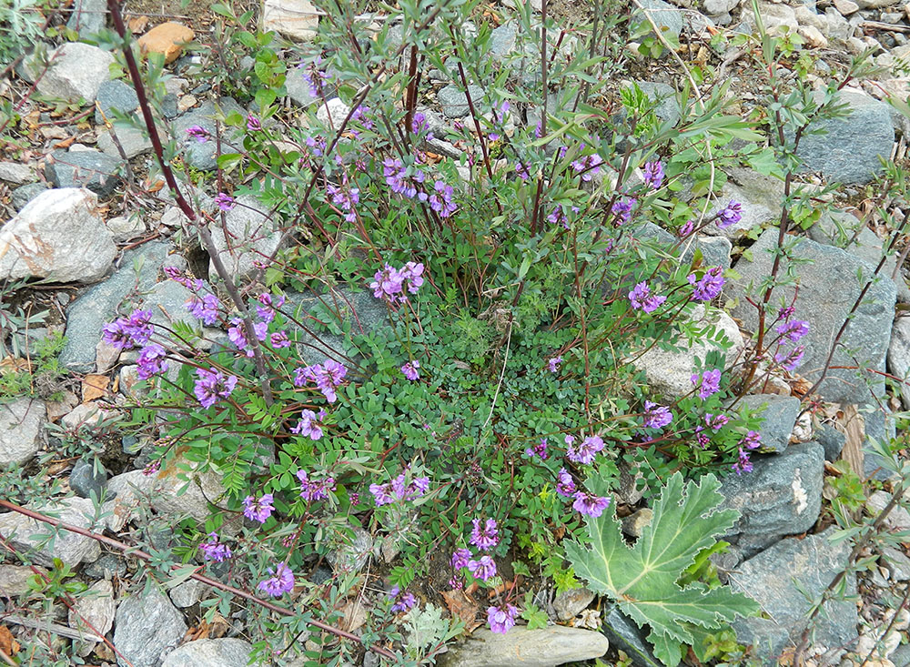 Изображение особи Astragalus brachytropis.