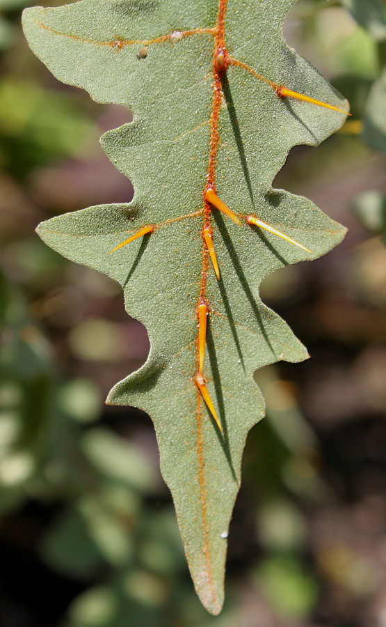 Image of Solanum pyracanthum specimen.