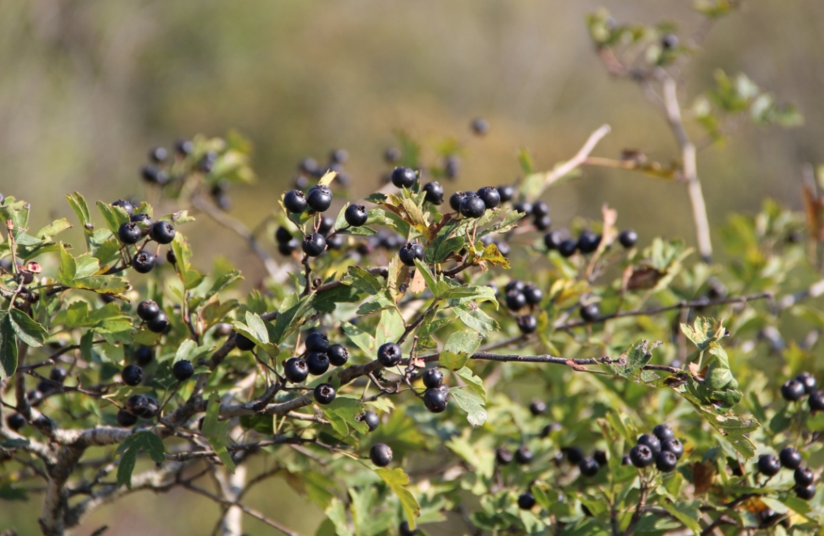 Изображение особи Crataegus pentagyna.