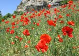 Papaver rhoeas