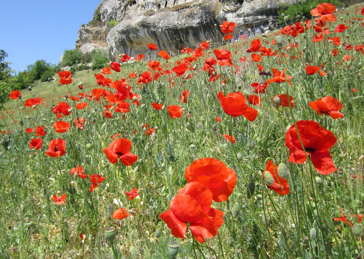 Изображение особи Papaver rhoeas.