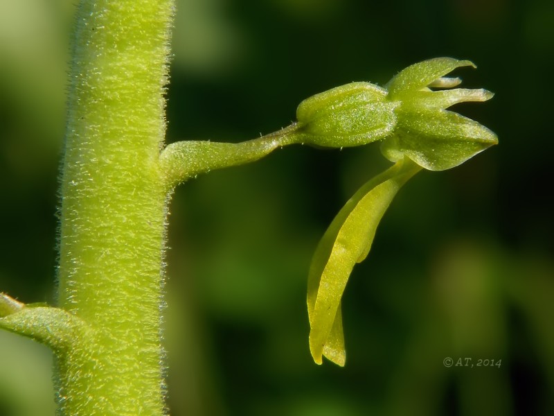 Изображение особи Listera ovata.