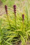 Liatris spicata