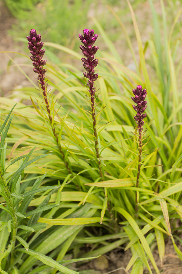 Image of Liatris spicata specimen.