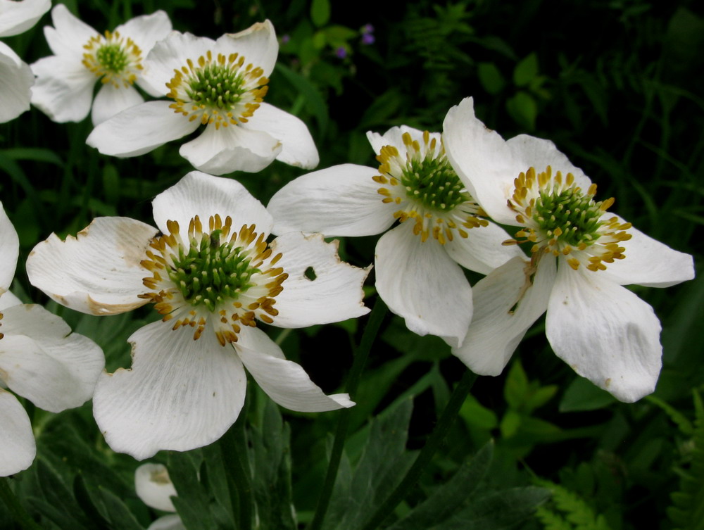 Изображение особи Anemonastrum crinitum.