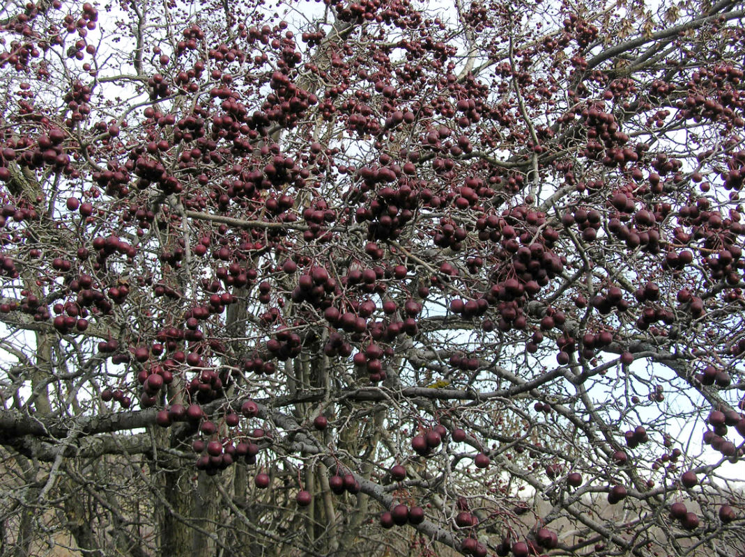 Image of Crataegus volgensis specimen.