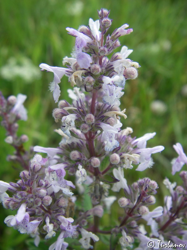 Image of Nepeta nuda specimen.