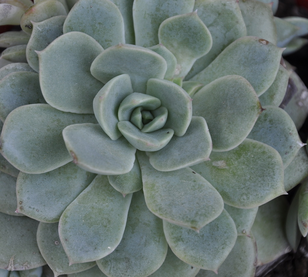 Изображение особи род Echeveria.