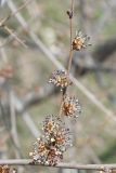 Ulmus pumila. Цветущий побег. Восточный Казахстан, г. Усть-Каменогорск, правый берег р. Иртыш. 14.04.2012.