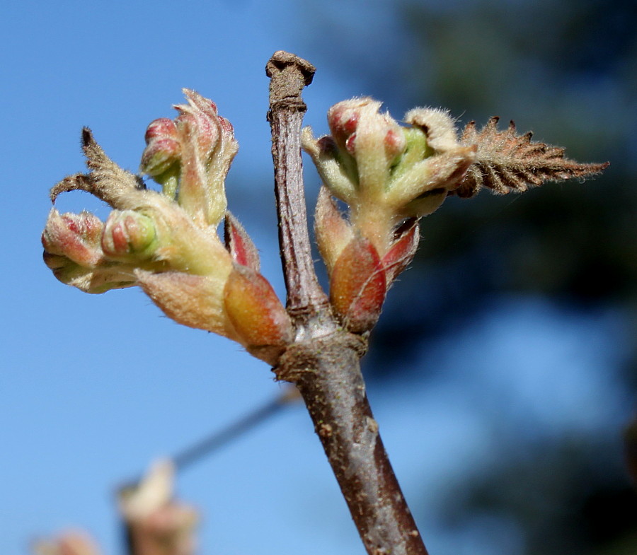 Изображение особи род Viburnum.