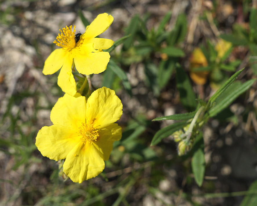 Изображение особи Helianthemum ovatum.