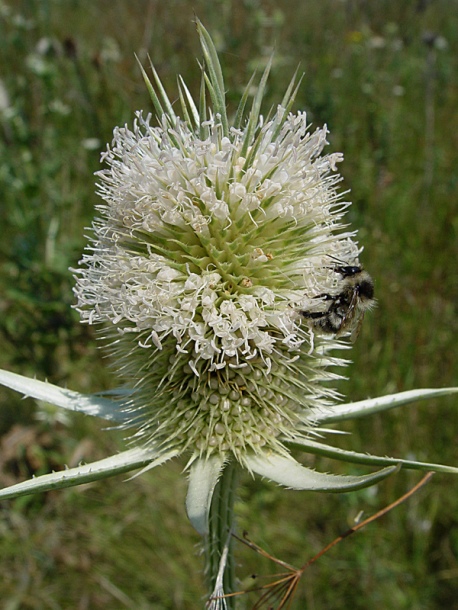 Image of Dipsacus laciniatus specimen.