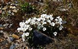 Cerastium lithospermifolium